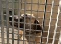 francia-segunda-oportunidad-perros-protectora-005