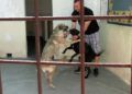 francia-segunda-oportunidad-perros-protectora-006