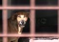 francia-segunda-oportunidad-perros-protectora-007