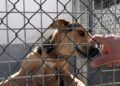 francia-segunda-oportunidad-perros-protectora-009