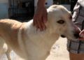 francia-segunda-oportunidad-perros-protectora-012