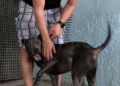 francia-segunda-oportunidad-perros-protectora-013
