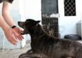 francia-segunda-oportunidad-perros-protectora-014
