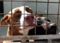 francia-segunda-oportunidad-perros-protectora-015