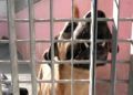 francia-segunda-oportunidad-perros-protectora-016