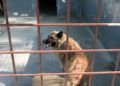 francia-segunda-oportunidad-perros-protectora-017