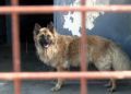 francia-segunda-oportunidad-perros-protectora-018