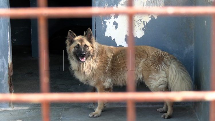 francia-segunda-oportunidad-perros-protectora-018