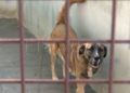 francia-segunda-oportunidad-perros-protectora-019