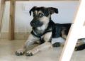frodo-casa-esperando-nuevo-hogar-perro-1-009