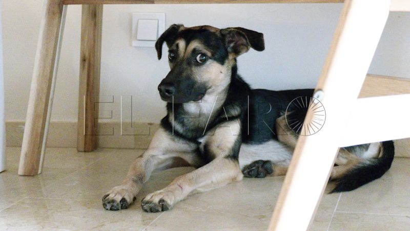 frodo-casa-esperando-nuevo-hogar-perro-1-009