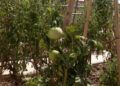 huerto-ecologico-hassan-principe-10