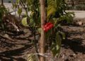 huerto-ecologico-hassan-principe-15