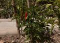 huerto-ecologico-hassan-principe-16