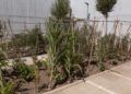 huerto-ecologico-hassan-principe-4