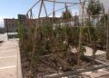 huerto-ecologico-hassan-principe-5