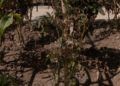 huerto-ecologico-hassan-principe-6