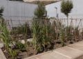 huerto-ecologico-hassan-principe-7