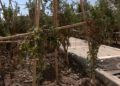 huerto-ecologico-hassan-principe-8