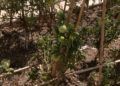 huerto-ecologico-hassan-principe-9