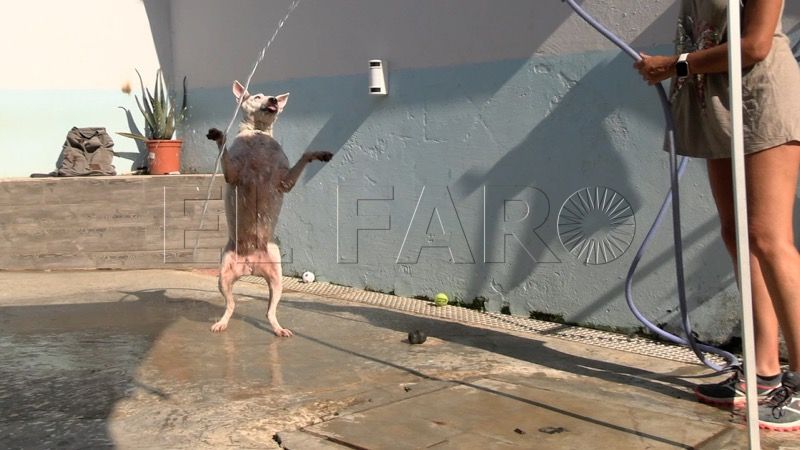 perros-especiales-amor-dar-023