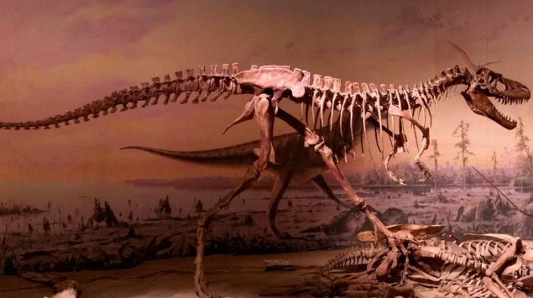 tiranosaurio-rex-disonaurios-marruecos