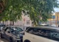 vecinos-piden-poda-arboles-parques-ceuta-1
