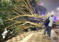 arbol-caido-otero-1