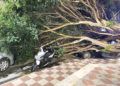 arbol-caido-otero-2