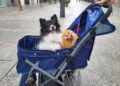 bendicion-animales-san-daniel-2023-1