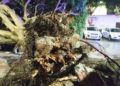 caida-arbol-coche-otero-2