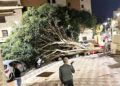 caida-arbol-coche-otero-4