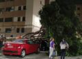 caida-arbol-coche-otero-6