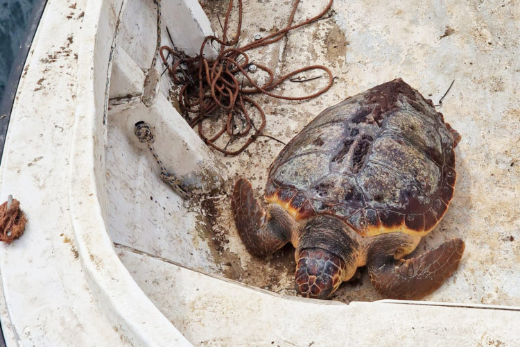 cecam-rescata-tortuga-boba-1