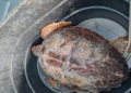 cecam-rescata-tortuga-boba-5