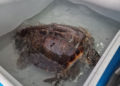 cecam-rescata-tortuga-boba-6