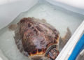 cecam-rescata-tortuga-boba-7