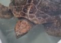 cecam-rescata-tortuga-boba-8