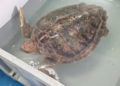 cecam-rescata-tortuga-boba-9