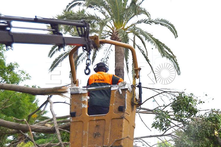 ciudad-atendera-demanda-servicio-poda-palmeras-cualificado