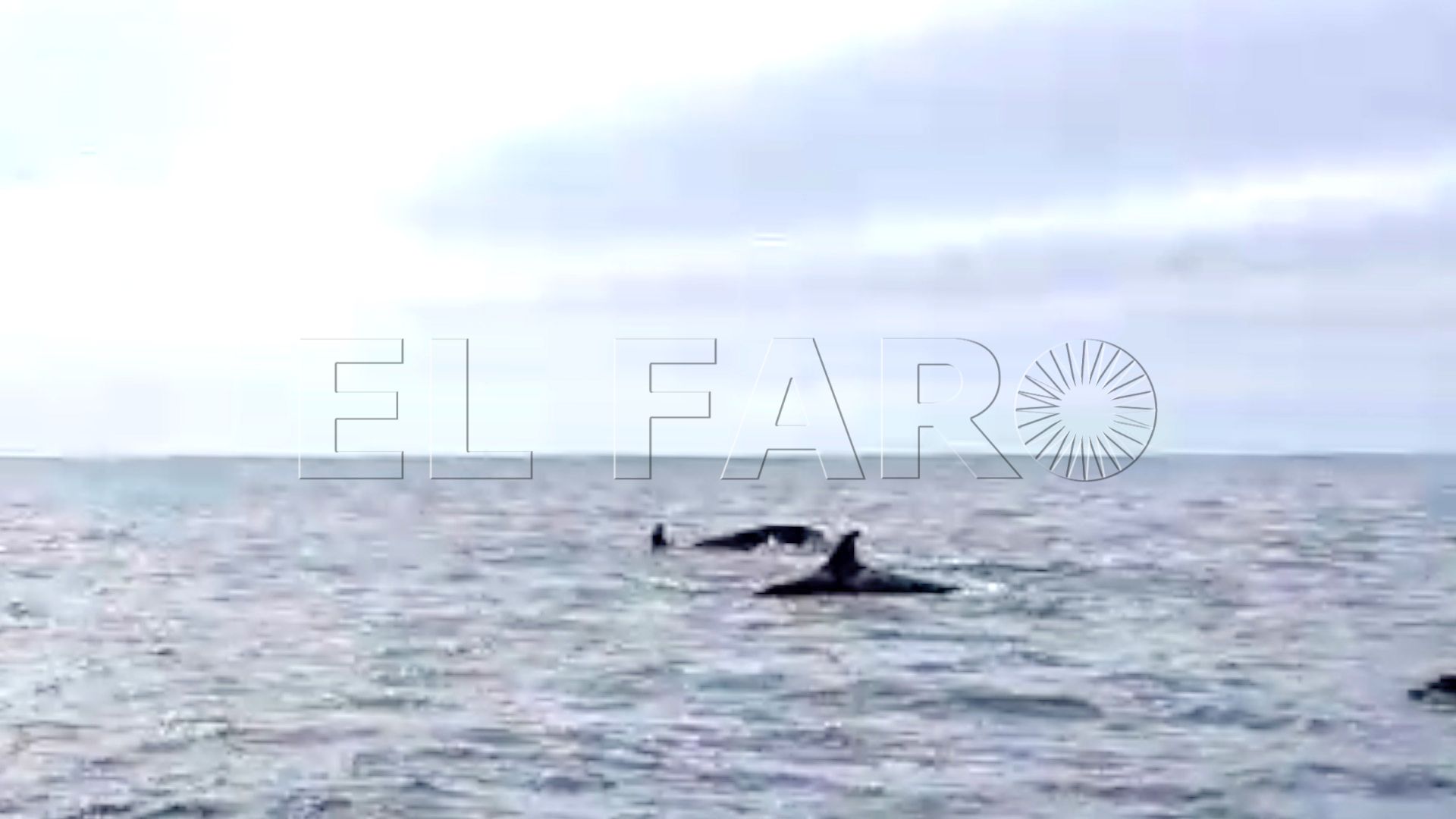 orcas