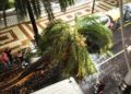 palmera-caida-marina-2