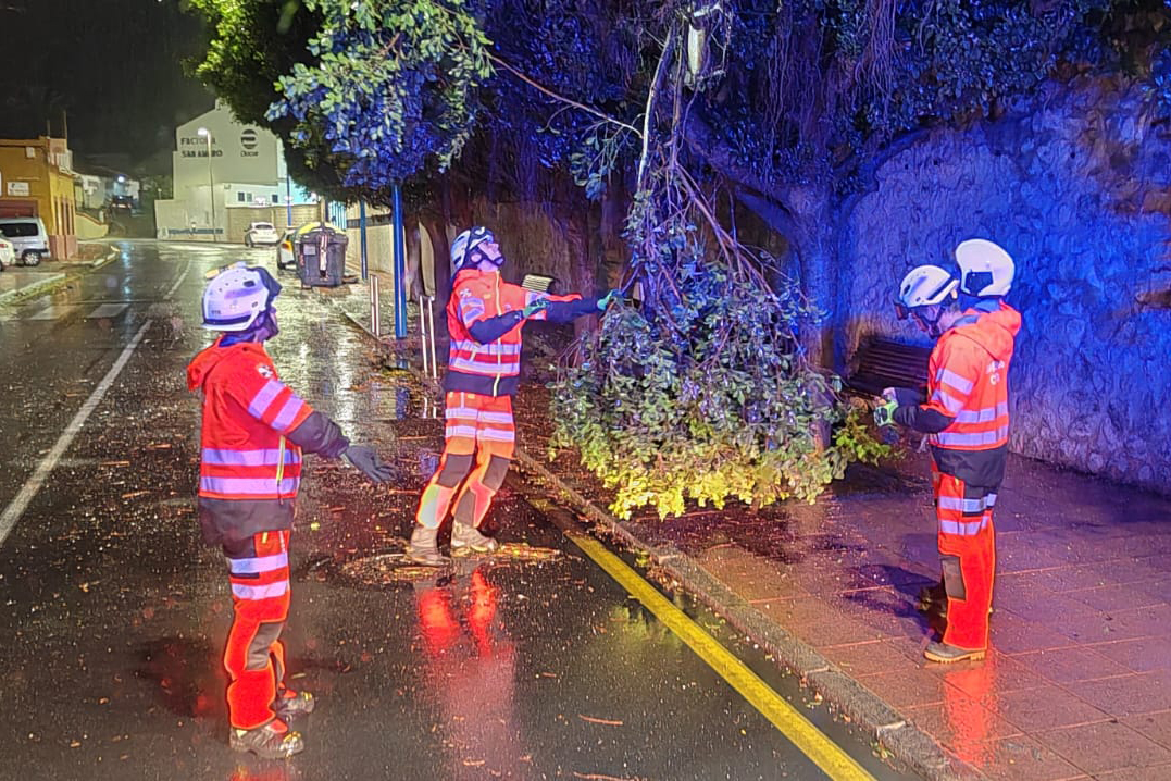 rama-caida-arbol-san-amaro
