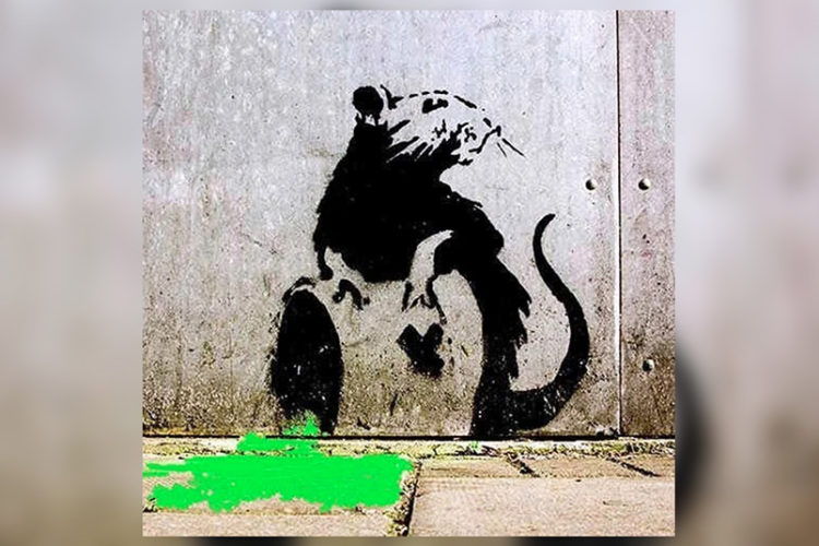 ratas-santa-catalina