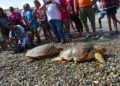 recogida-residuos-san-amaro-alfau-suelta-tortuga-guardia-civil-geas-45