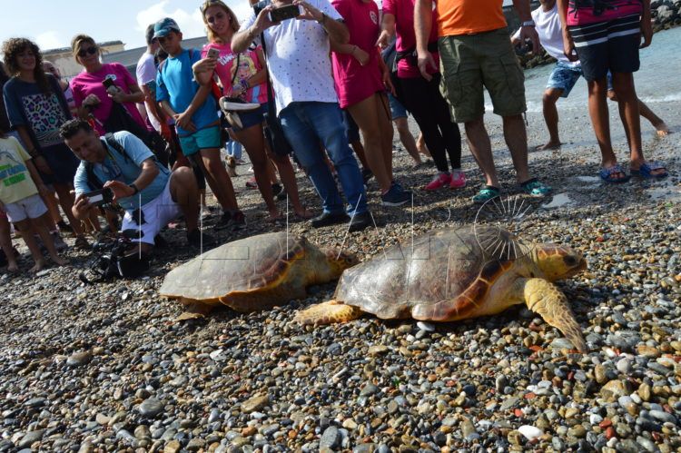 recogida-residuos-san-amaro-alfau-suelta-tortuga-guardia-civil-geas-45