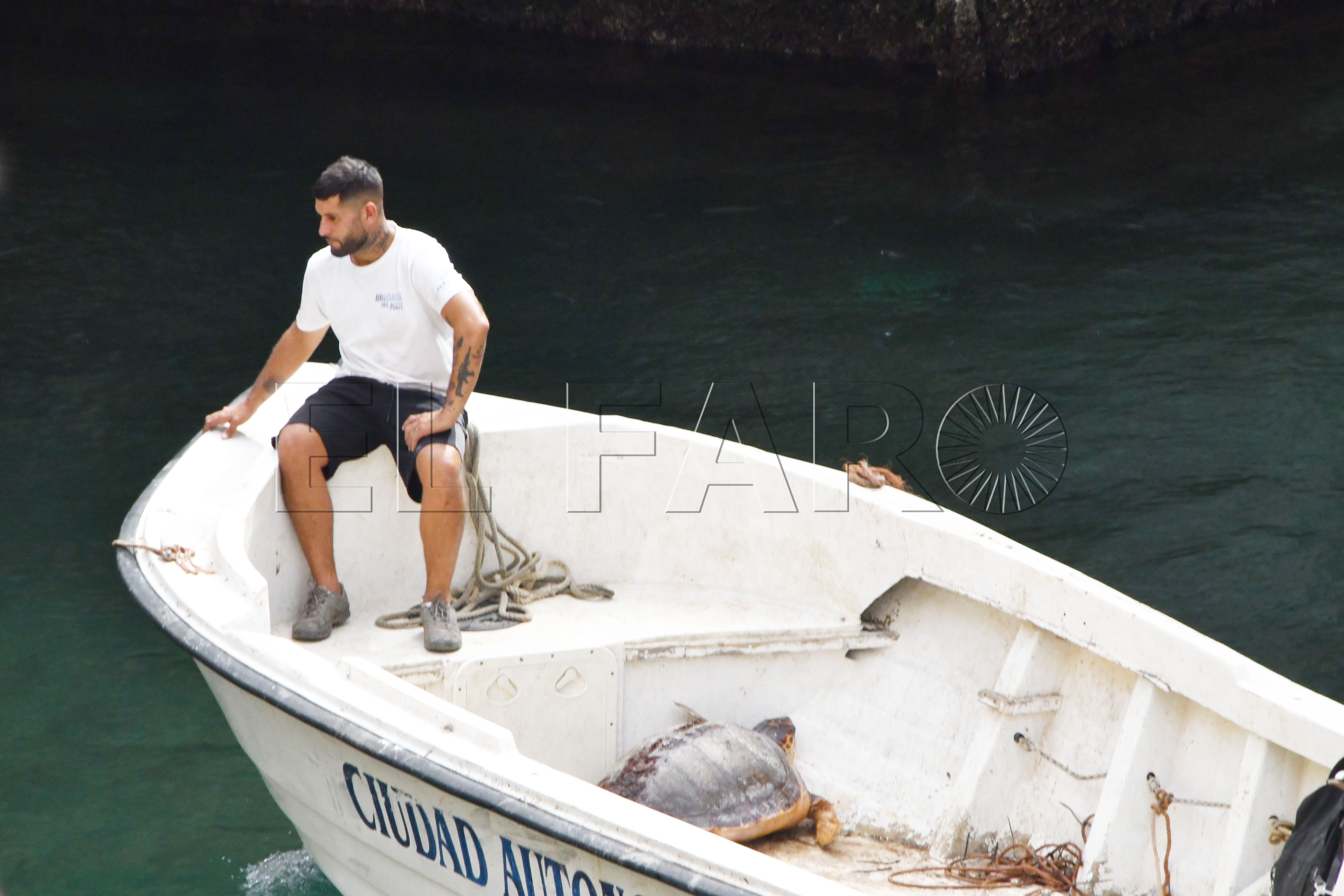 tortuga-rescate-cecam