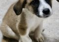 cachorros-protectora-buscan-adopcion-1