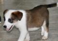 cachorros-protectora-buscan-adopcion-2