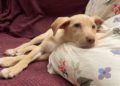 cachorros-protectora-buscan-adopcion-3